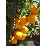 Trái cây tươi theo mùa