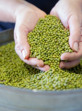 Đậu Xanh Australia Trong Chiến Lược Phát Triển Nông Sản Xuất Khẩu 