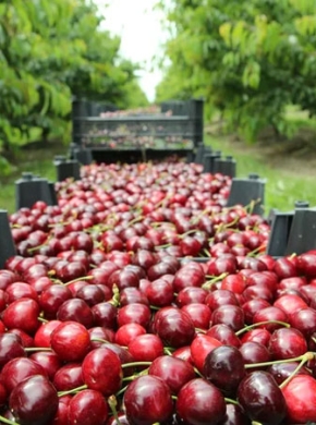 Xuất Khẩu Trái Cây Theo Mùa: Giảm Rủi Ro, Tăng Hiệu Quả Kinh Doanh