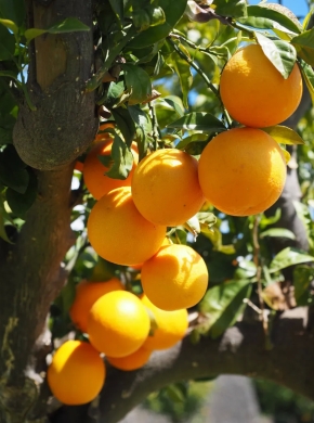 Trái cây tuyển chọn theo mùa tại Australia