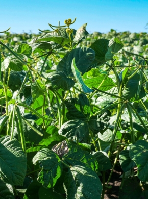 Lợi thế của Đậu Xanh từ Australia