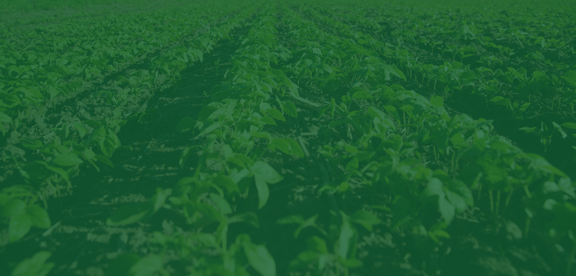 NGUỒN CUNG CẤP SẢN PHẨM  ORGANIC